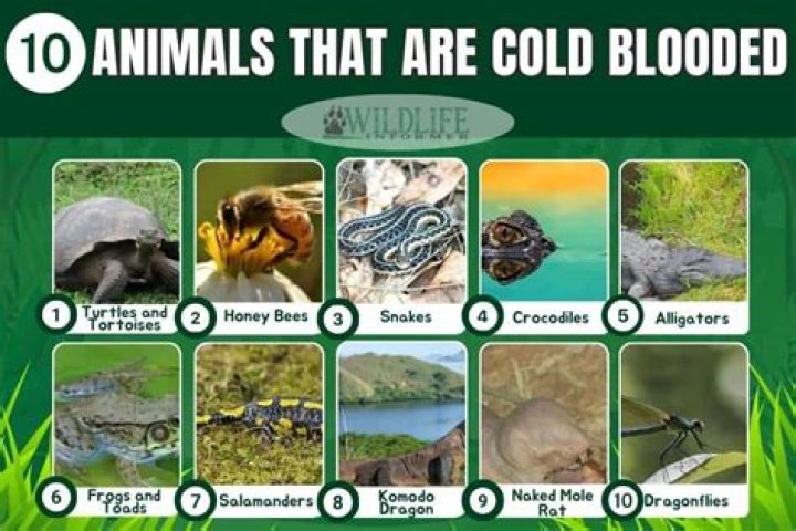 Are all cold blooded animals reptiles?