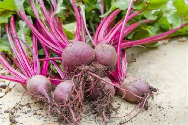 Are beets red or purple?