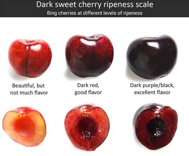 Are cherries good for dieting?