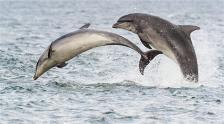 Are dolphins faster than orcas?