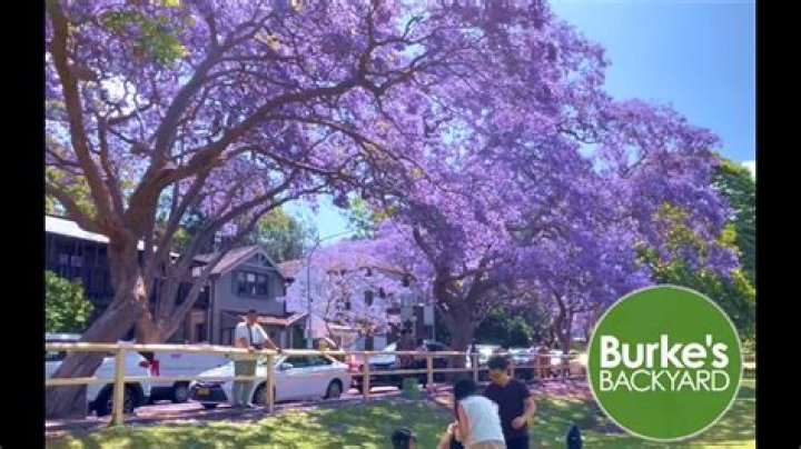 Are jacaranda trees native to California?