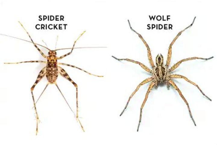 Are there spiders that look like crickets?