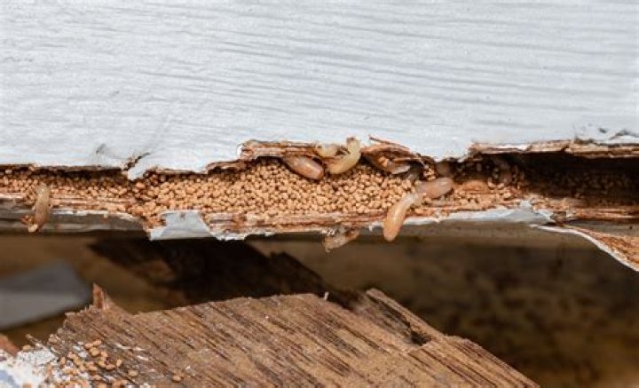 Can Termites get into your furniture?