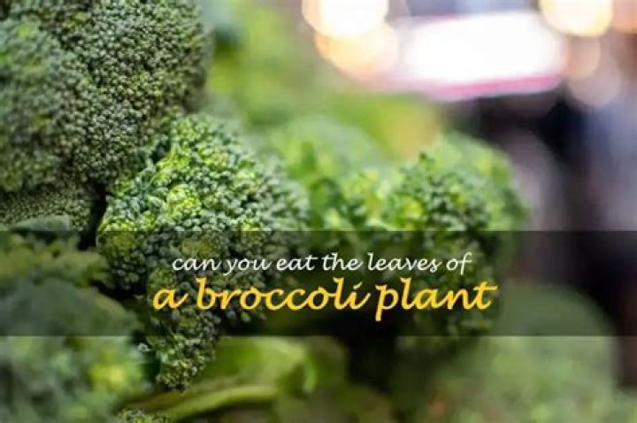 Can you eat the leaves on baby broccoli?