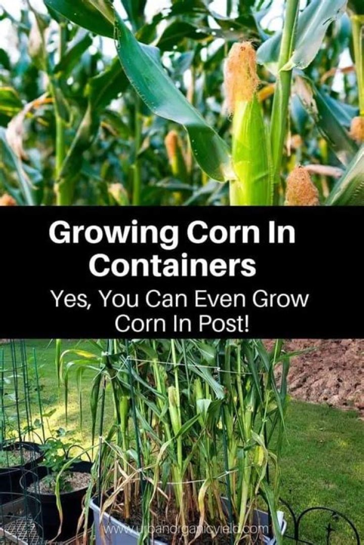 Can you grow corn feed?