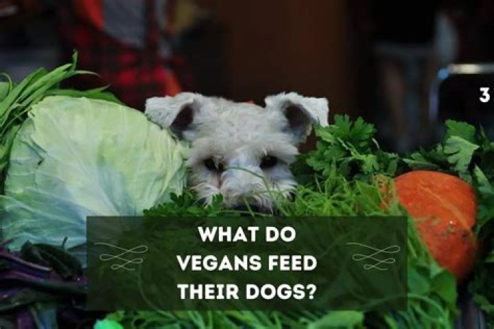 Do Vegans have vegan pets?
