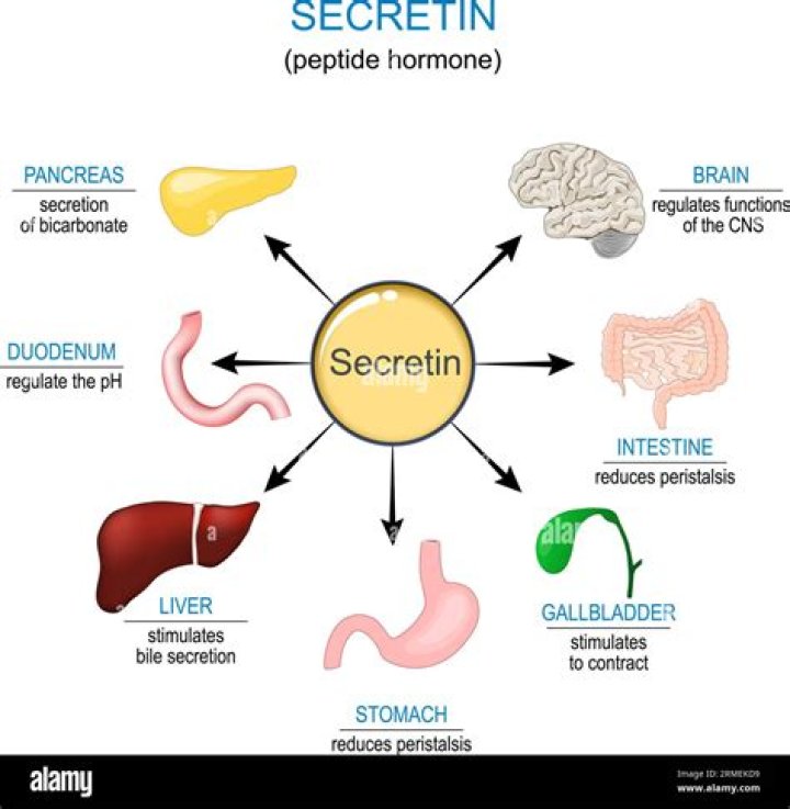 Does secretin inhibit gastrin? | ContextResponse.com