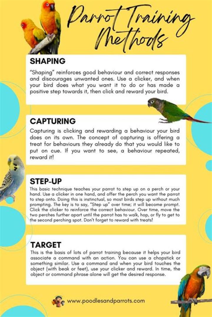 How do I get my parrot to shut up?