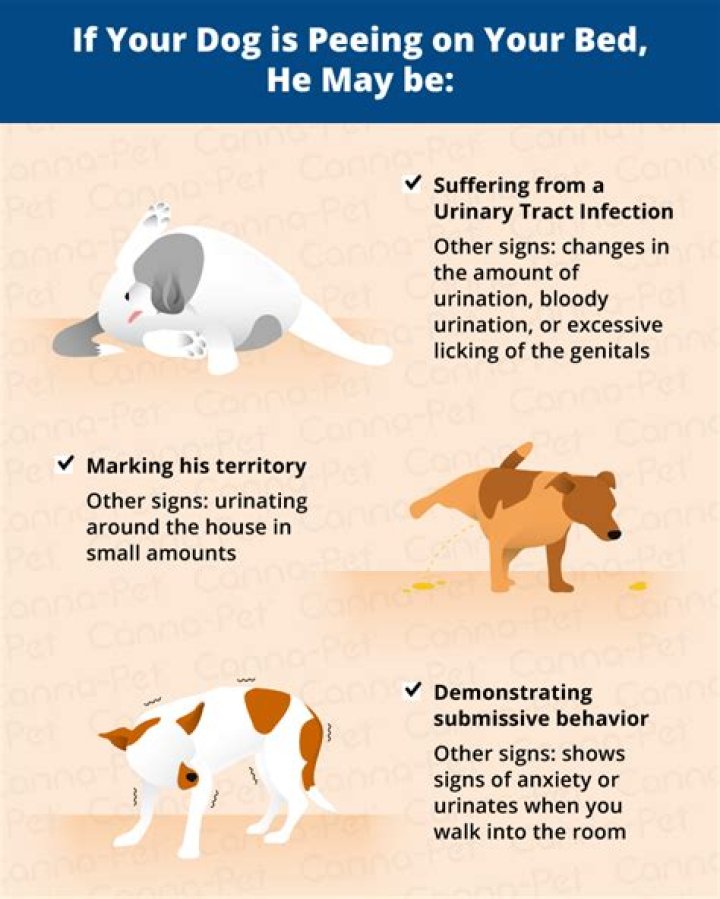 How do I stop my dog from peeing on my curtains?