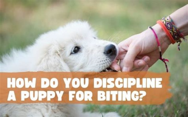 How do you discipline a puppy for biting?
