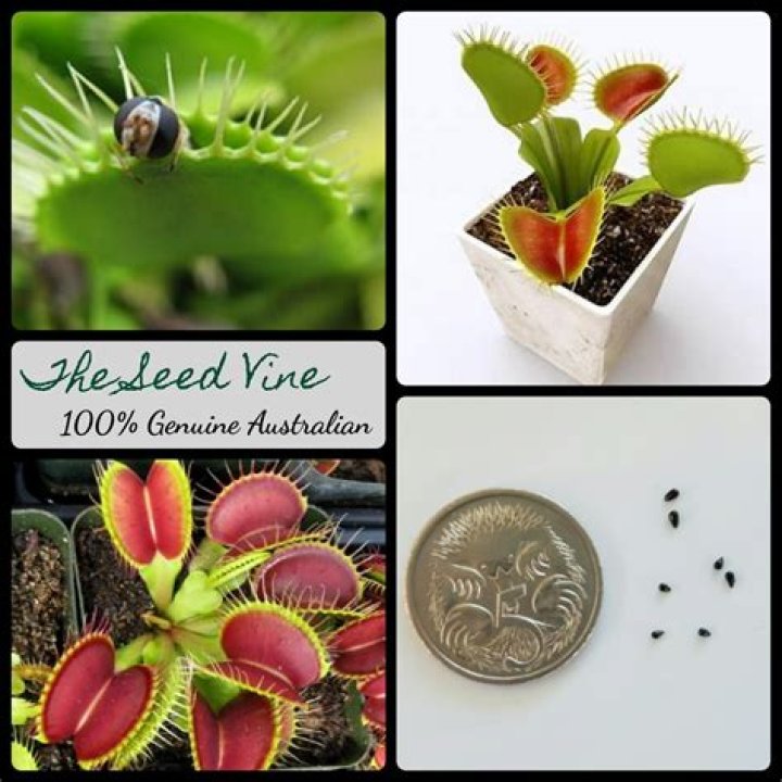 How do you get Venus Fly Trap seeds?