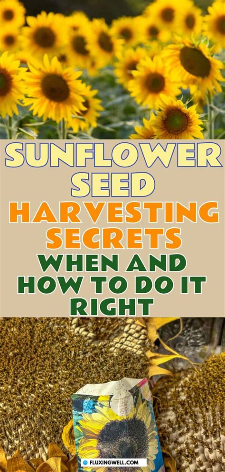 How do you harvest sunflower seeds to eat?