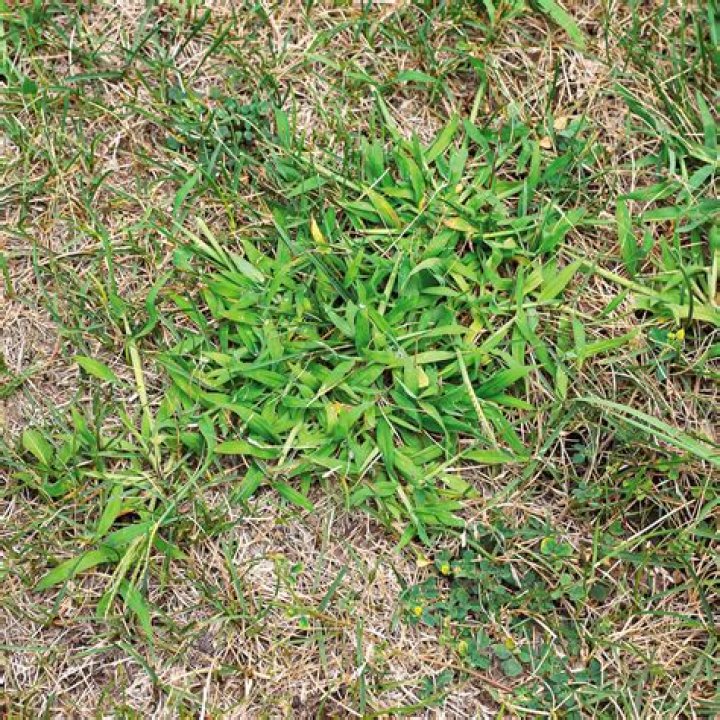 How do you kill crabgrass but not grass?