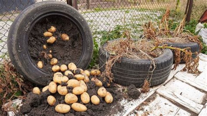 How do you plant potatoes in old tires?