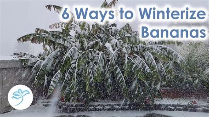 How do you take care of banana trees in the winter?