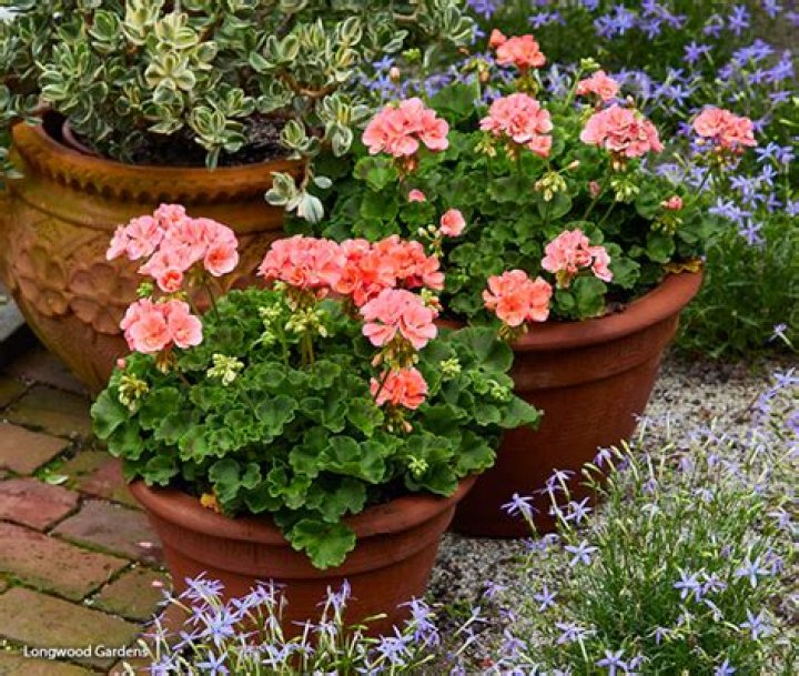 How do you transplant geraniums?