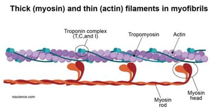 How does actin and myosin work?