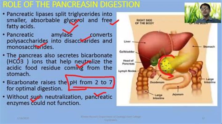 How does the pancreas regulate pH?