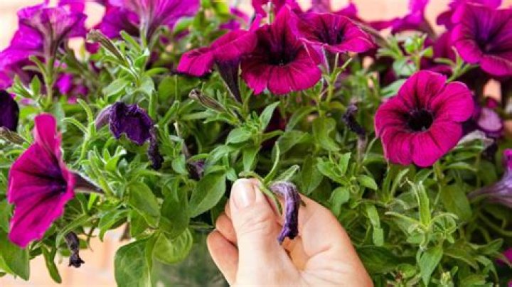 How long do petunias bloom for?