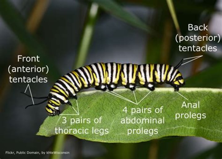 How many legs does the caterpillar have?