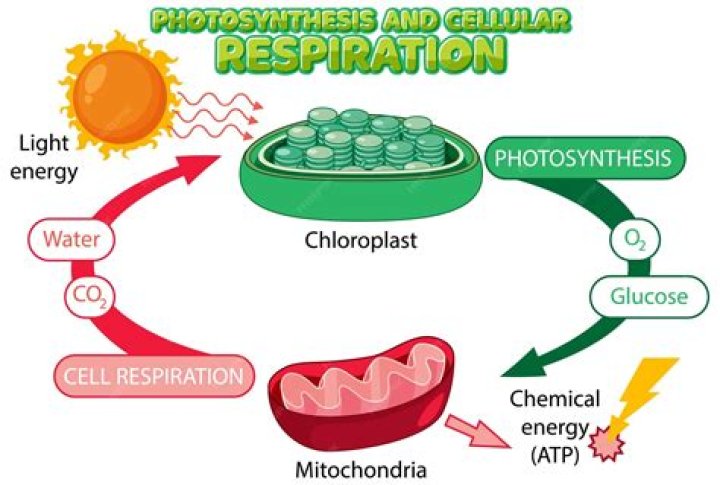 HOW MUCH DO cellular biologists make?
