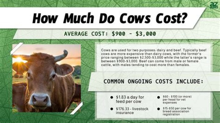 How much does a heifer cost?