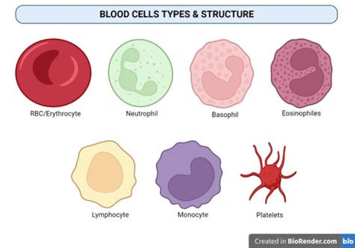 What are the different types of blood cells and their purpose function?