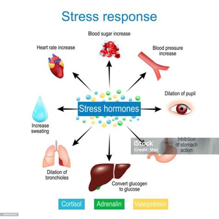 What are the hormones released during stress?