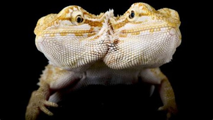 What causes Polycephaly?