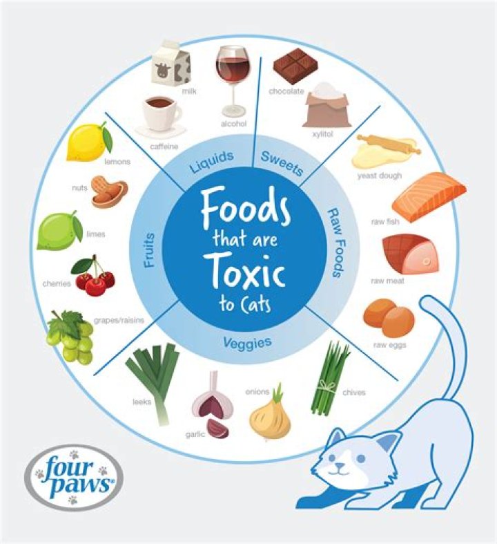 What do you do when your cat doesn't come home?