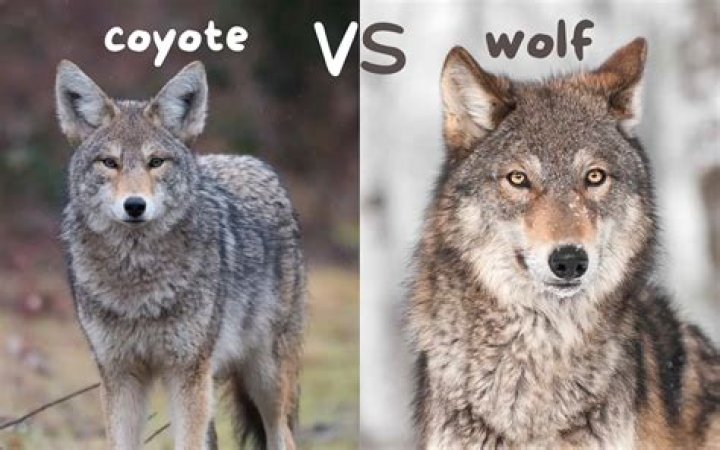 What does a coyote sound like when it howls?