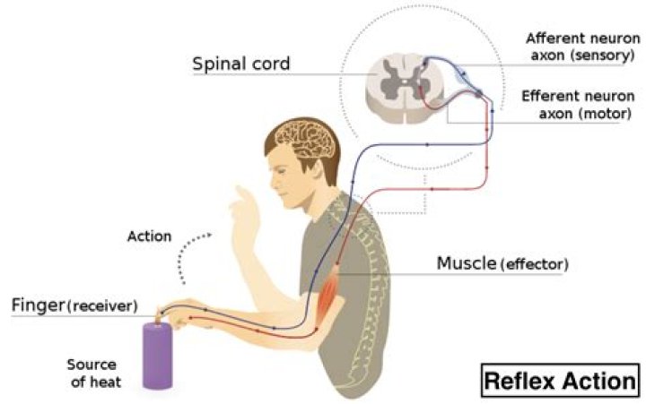 What is an example of spinal reflex?