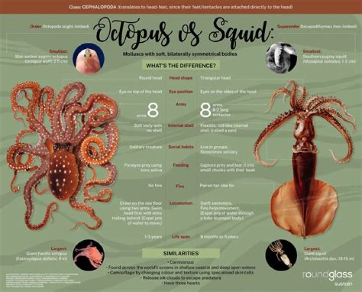 What is an octopus with 5 legs called?