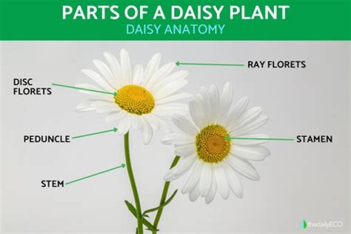 What is daisy flower called in Sanskrit?