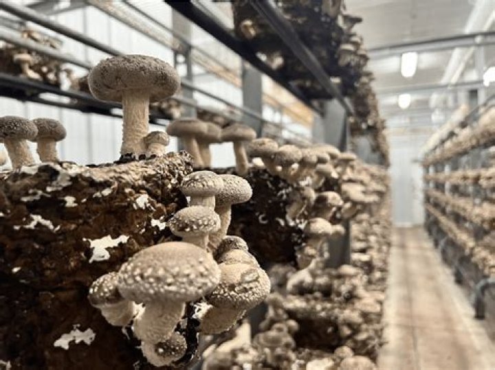 What is mushroom farming? | ContextResponse.com