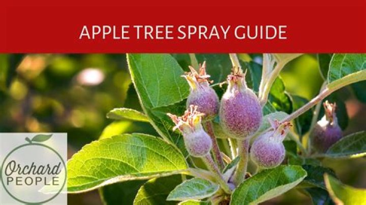 What is the best apple tree spray?