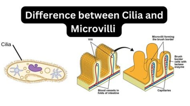 What is the function of cilia and microvilli?