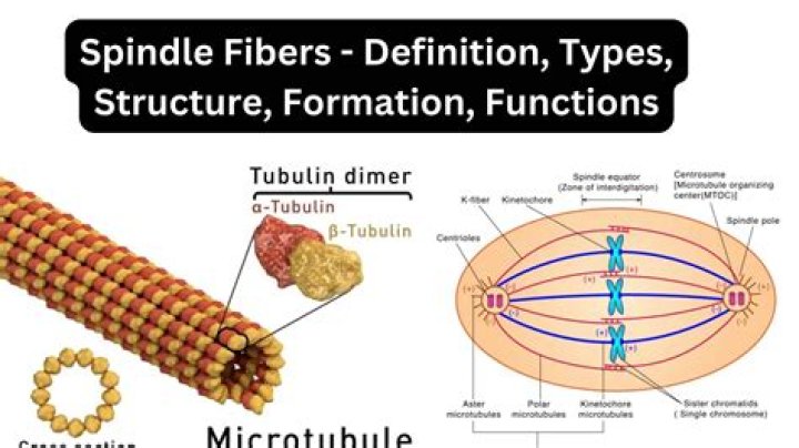 What is the function of spindle Fibres?
