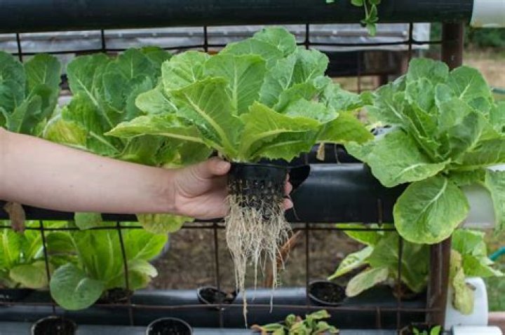 What plants can grow in hydroponics?