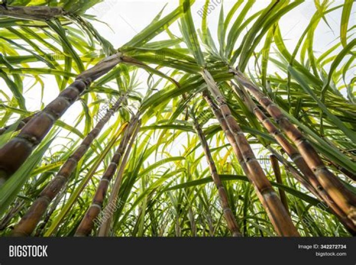 What plants produce sugar? | ContextResponse.com