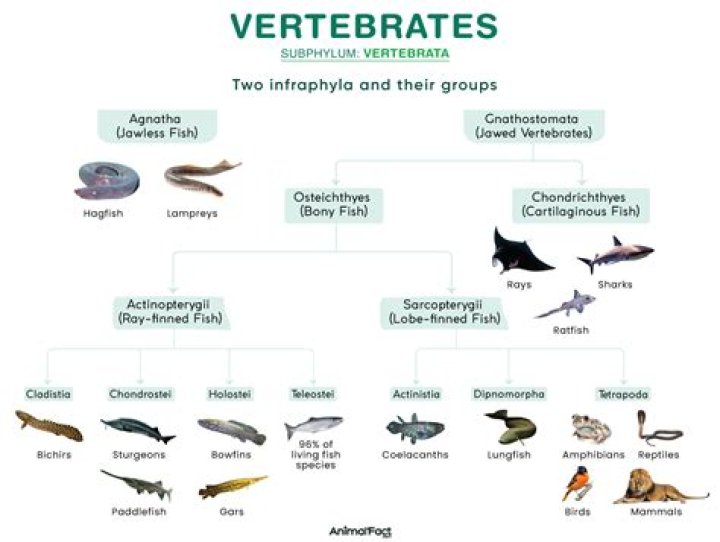 What trait's define s the vertebrates?